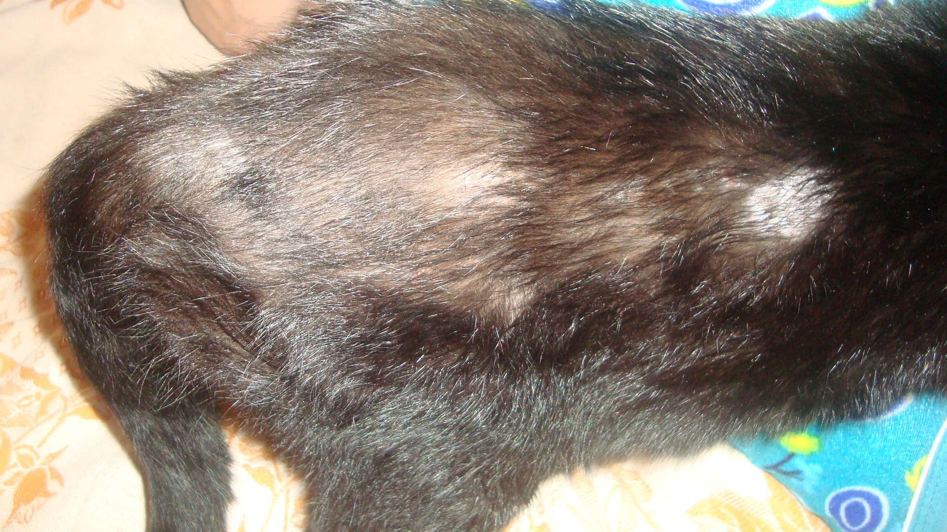 Зуд выпадение волос причины. Лишай (трихофития, микроспория);. Лишай трихофития у кошек. Трихофития (стригущий лишай) у овчарки.