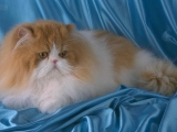 Фото персидской кошки