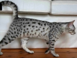 Египетская кошка Мау