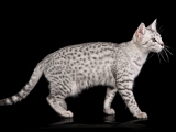 Египетская кошка Мау