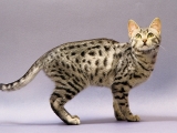 Египетская кошка Мау