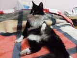 Рагамаффин кошка