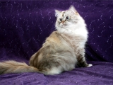 Рагамаффин кошка фото