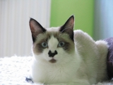 Кошка сноу-шу
