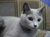 Порода кошек русская голубая фото