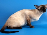 Фото сиамской кошки