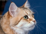Порода сибирская кошка