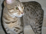 Кошка Серенгети