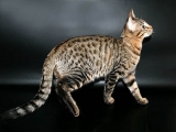 Кошка породы Серенгети