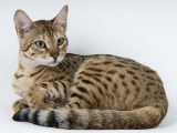 Кошка породы Серенгети