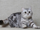 Красивый кот скоттиш-страйт