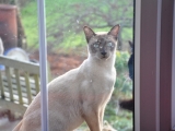 Тонкинская кошка за окном