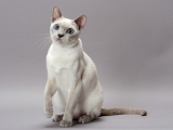 Фото. Тонкинская кошка