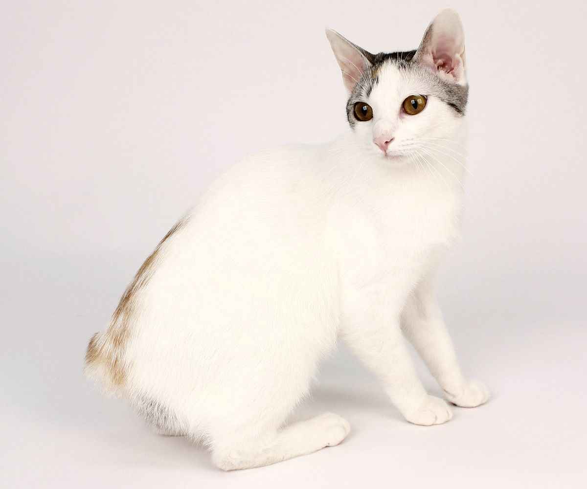 Рассмотрите фотографию кошки породы японский бобтейл. Японский бобтейл. Японский бобтейл кошка. Японский бобтейл белый. Японский бобтейл короткошёрстный.