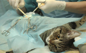 Кастрация кота, операция