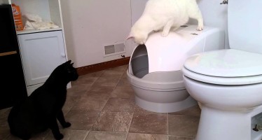 Автоматические туалеты для кошек