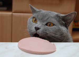 Британский кот ест