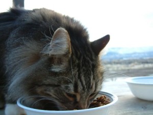Кот ест