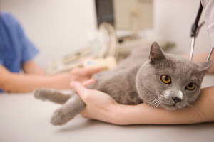 Лечение поноса у кошек