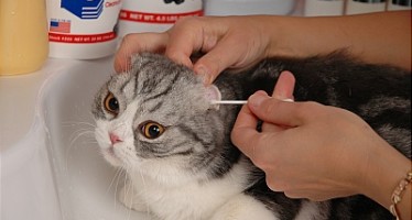 Как чистить уши кошке, коту , котенку