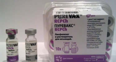 Пуревакс вакцина для кошек
