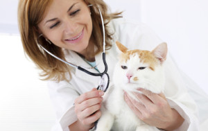 Советы ветеринаров при мочекаменной болезни кошек