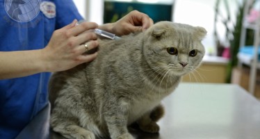 прививки котятам, кошкам и котам