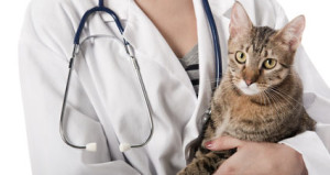 Профилактика токсоплазмоза у кошек