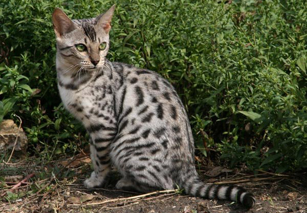 Серенгети кошка