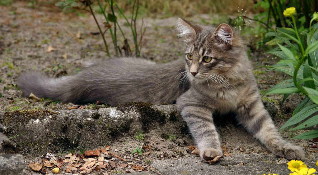 Характеристика породы сибирская кошка.