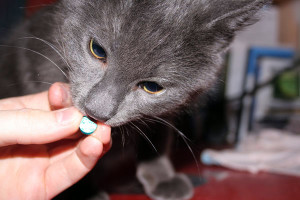 Препараты для лечения глистов у кошек