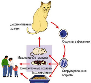 Токсоплазмоз у кошек