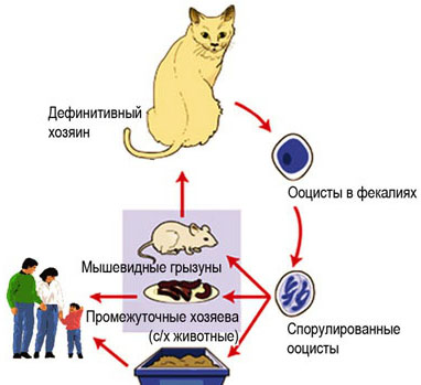 Кошачья болезнь токсоплазмоз у человека симптомы лечение фото