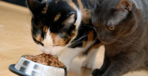 Питание домашней кошки