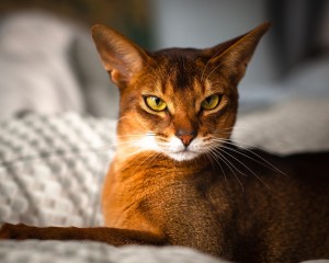 Характеристика породы Абиссинская кошка