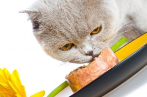 Как кормить кошку кормами Роял канин