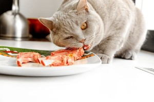Чем кормить британскую кошку