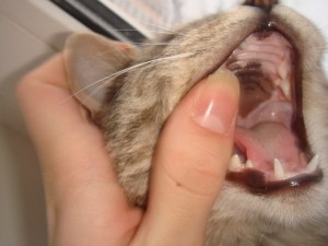 Определение возраста у кошки по зубам