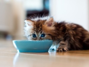 Чем кормить котёнка в 1 месяц