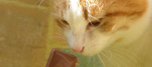 Кот ест шоколад