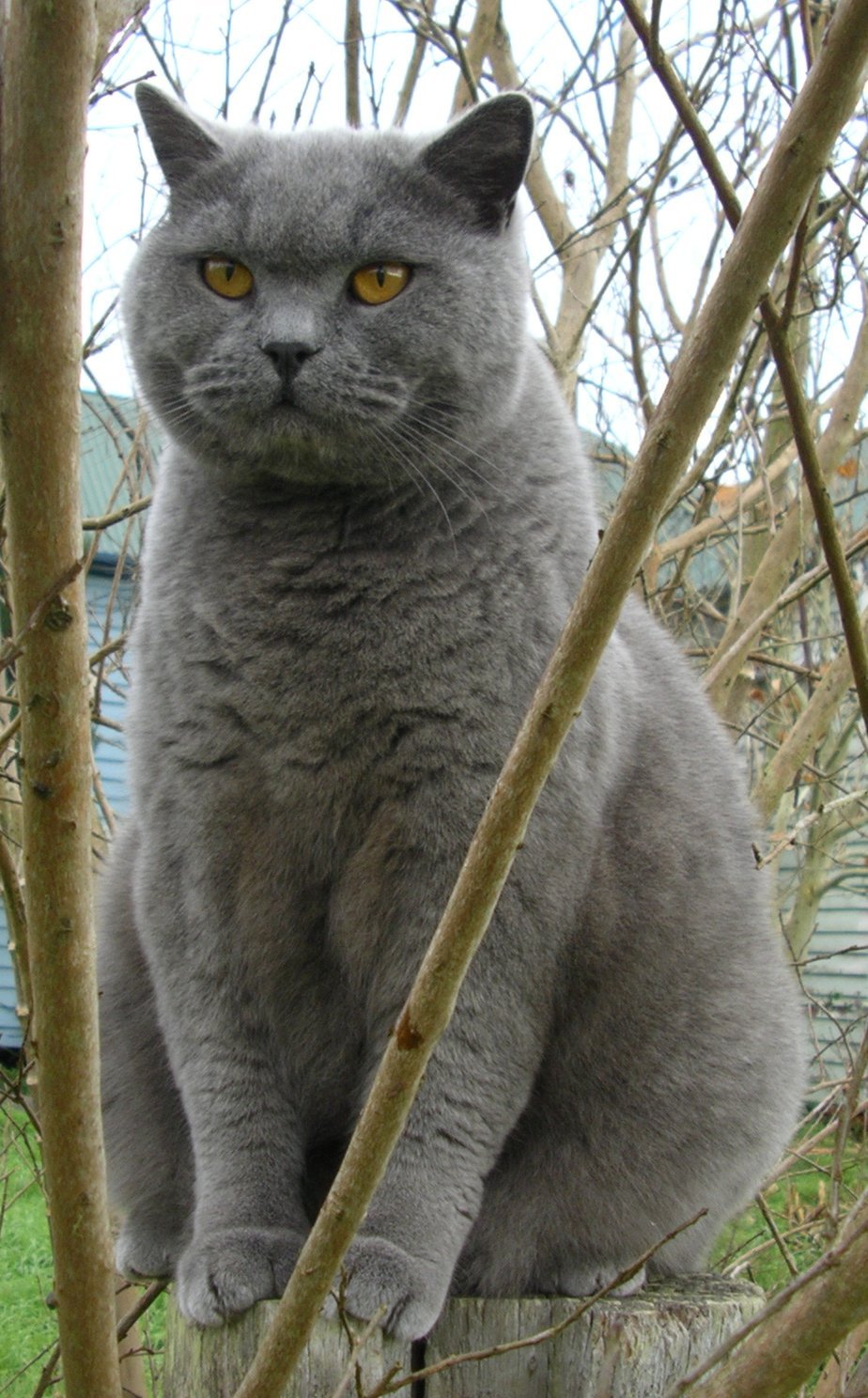 разновидность британских кошек породы фото и названия