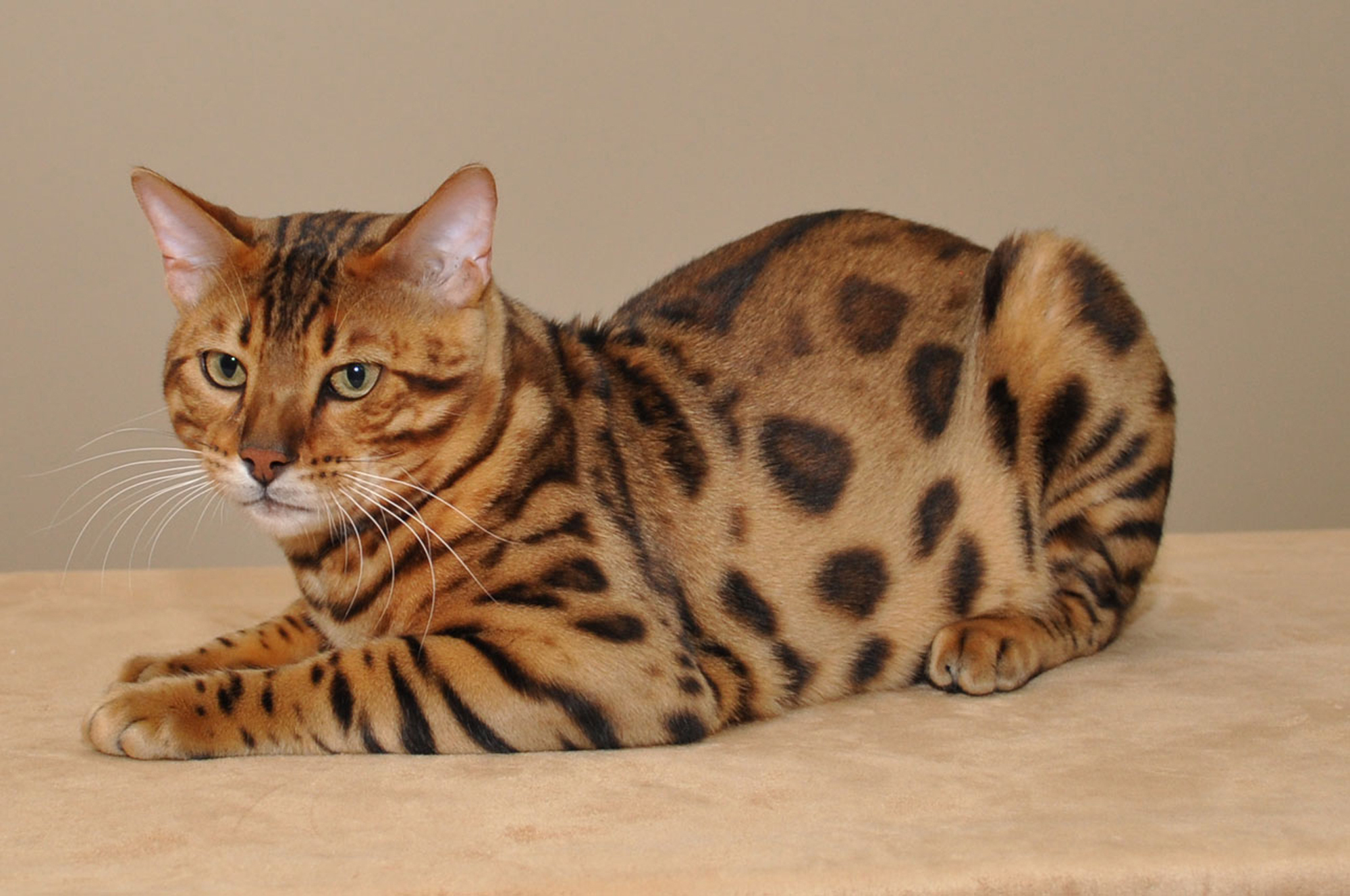 бенгальская кошка описание внешности