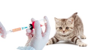 Прививка для котят