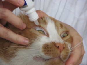 Закапывают глаза кошке