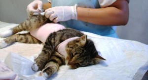Стерилизация и кастрация котят