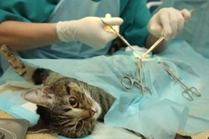 Виды стерилизации кошек