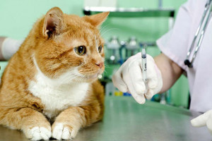 Лечение токсоплазмоза у кошек