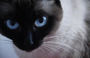 Почему нельзя смотреть кошке в глаза