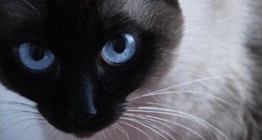 Почему нельзя смотреть кошке в глаза