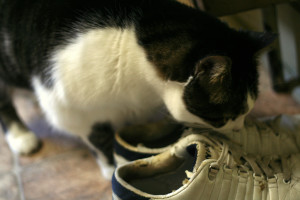 Запах кошачьей мочи на обуве